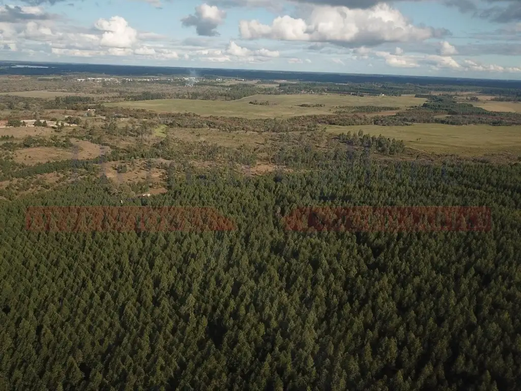 Campo En Venta, Concordia Entre Ríos, 56 Has forestadas.