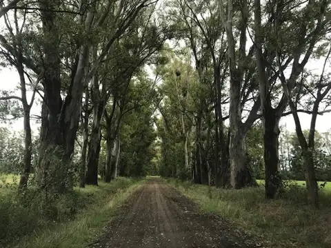 Oportunidad, Campo de 13 has dividido en 4 parcelas