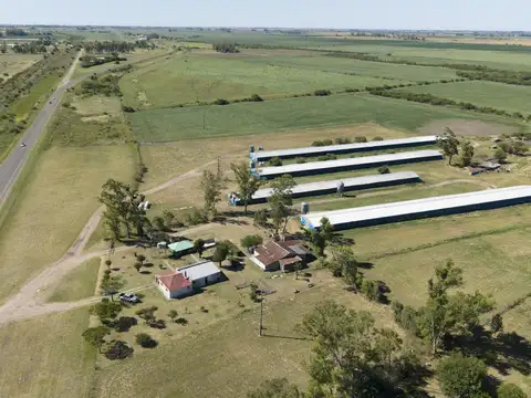 Granja para 75.000 pollos con Casa principal y de encargados, Mejoras.