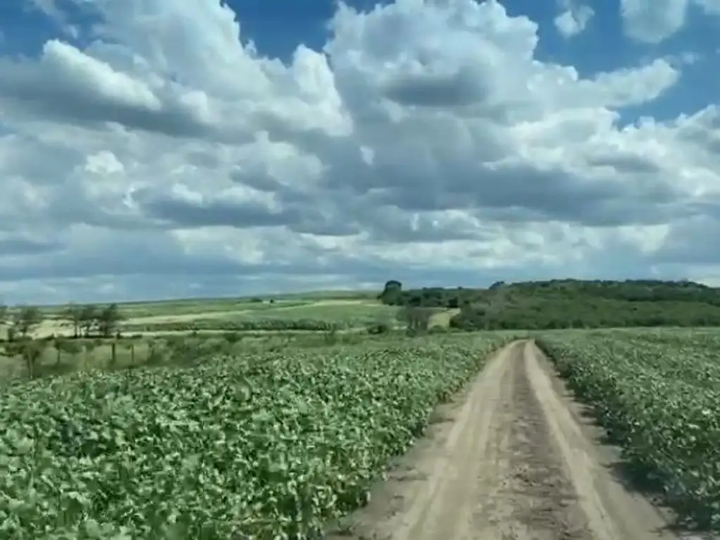 Venta de Campo Agrícola-Ganadero de 225 Ha en Villa Gutiérre