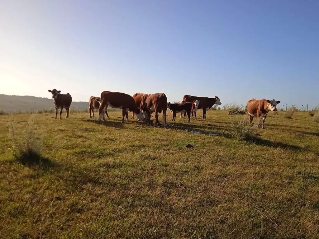 Campo en venta, KM 340 de Ruta 8, 4ta sec de 33.