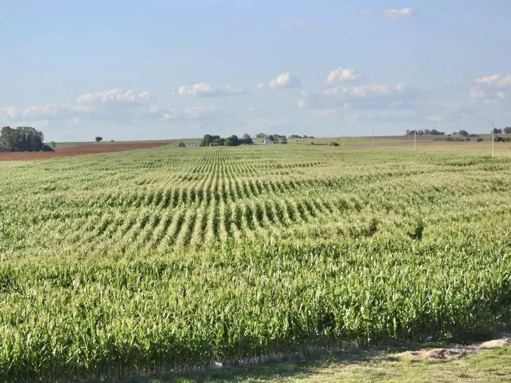 FANTÁSTICO CAMPO EN URUGUAY DE 32 HA SIN MEJORAS EN ARTILLEROS, COLONIA DEL SACRAMENTO, URUGUAY.