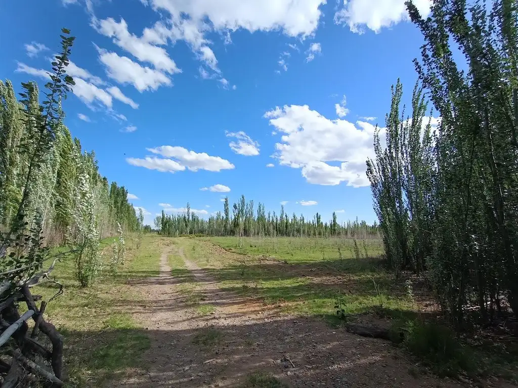 Chacra en  25 de mayo La Pampa