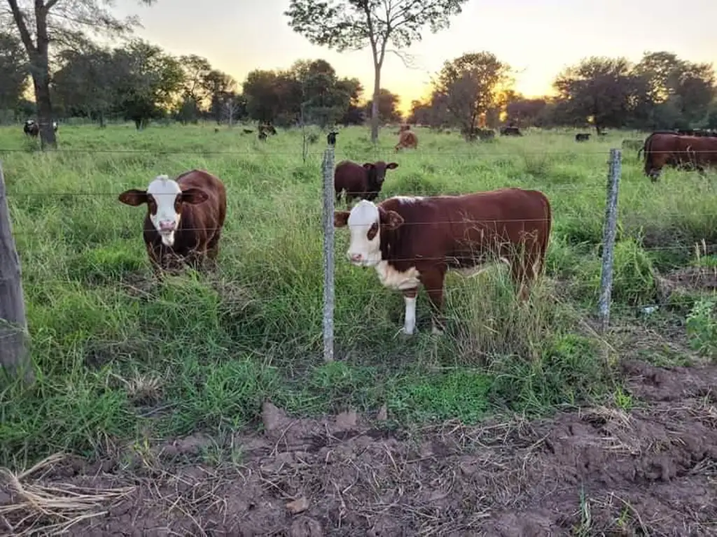 Campo en  chiriguanos