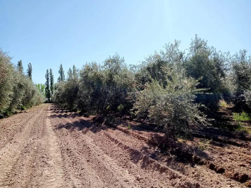 VENTA FINCA DE OLIVOS EN PRODUCCION EN MAIPU