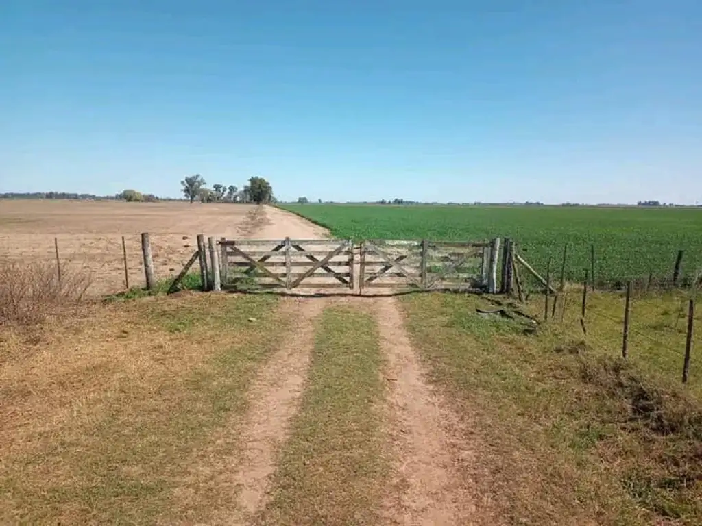 Campo venta Pergamino 300ha Agricolas