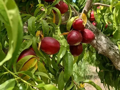 Finca en Venta en Gustavo André, Lavalle