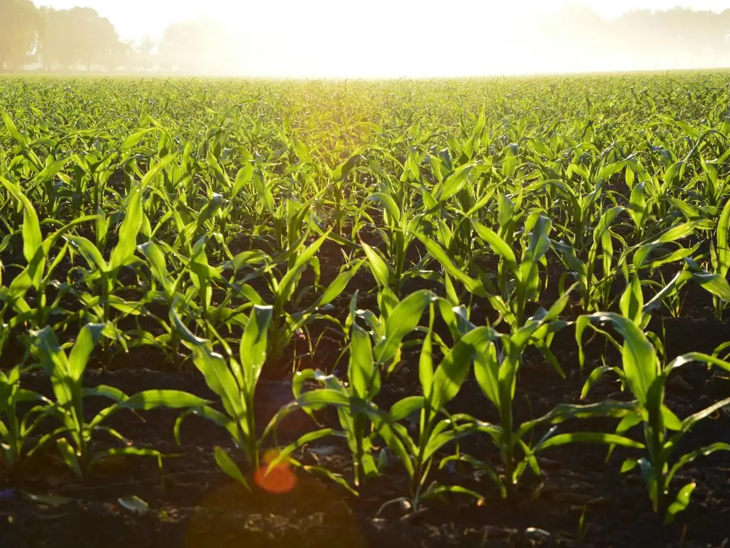 Campo, 6,5 has 100% Agrícolas, Suelo 1  CORONEL ARNOLD