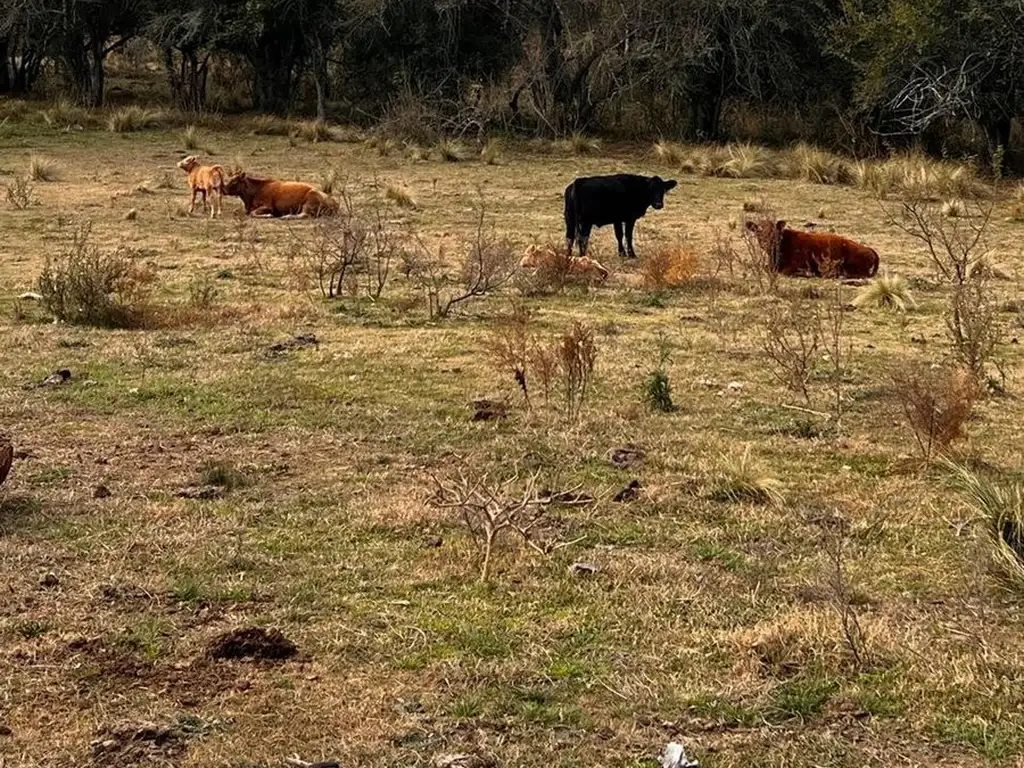 SE VENDE CAMPO EN YACANTO CALAMUCHITA