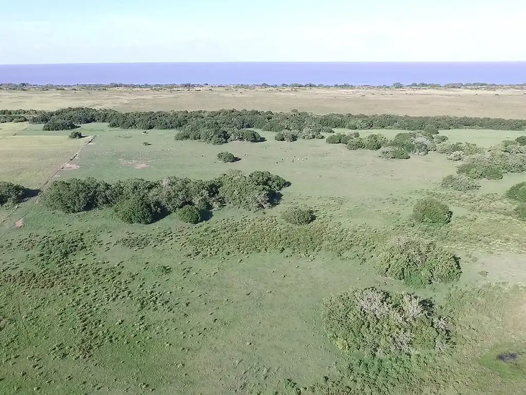 Magdalena 600 has - Campo Ganadero con costa al Río de La Plata