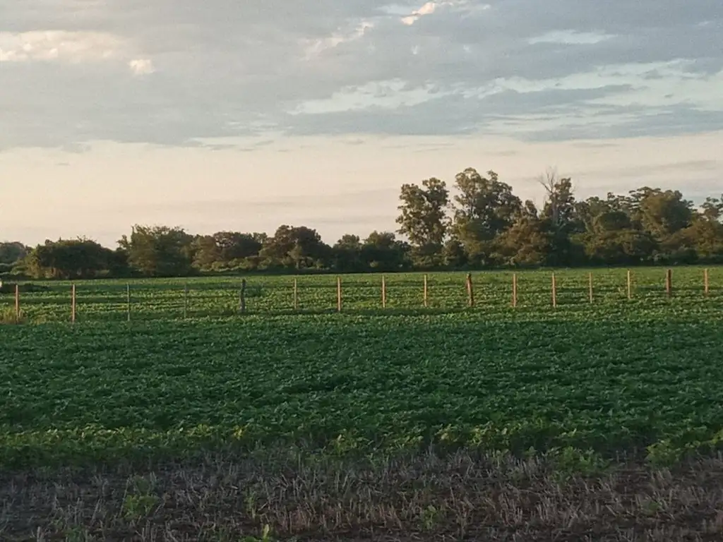 CAMPO AGRÍCOLA EN MONTE VERA