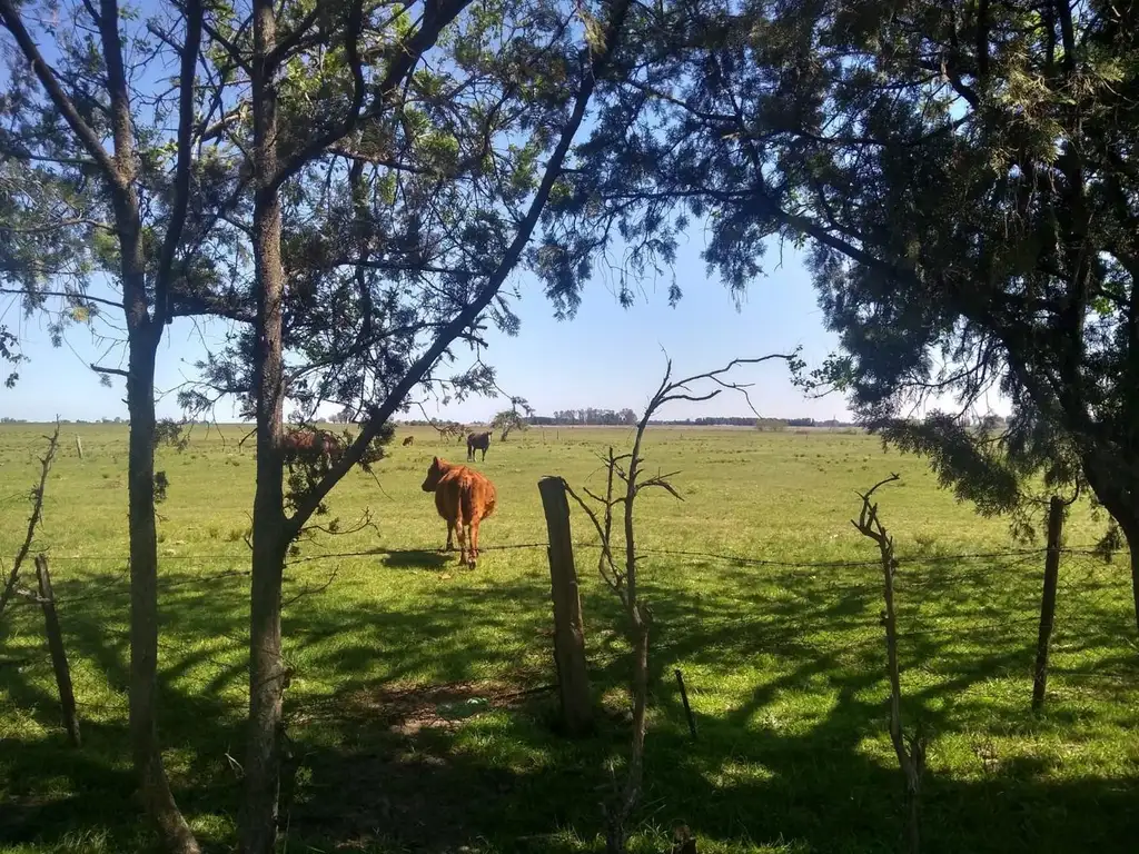 CAMPO DE 116 HECTAREAS Y MEDIA BAJO DE PRECIO