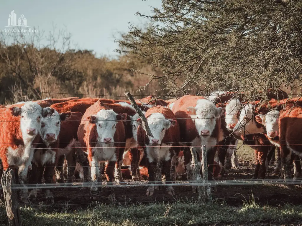 Campo Ganadero En Venta