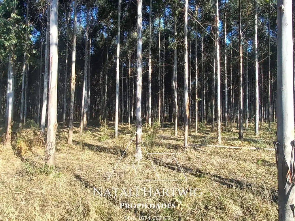 30Ha Campo con forestación y Casa