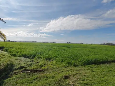 Espectacular Campo 90 has. Agrícolas en Paysandú