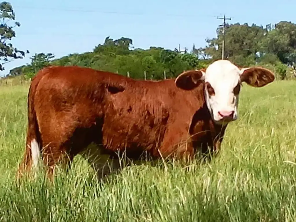 Campo mixto, UNICA oportunidad