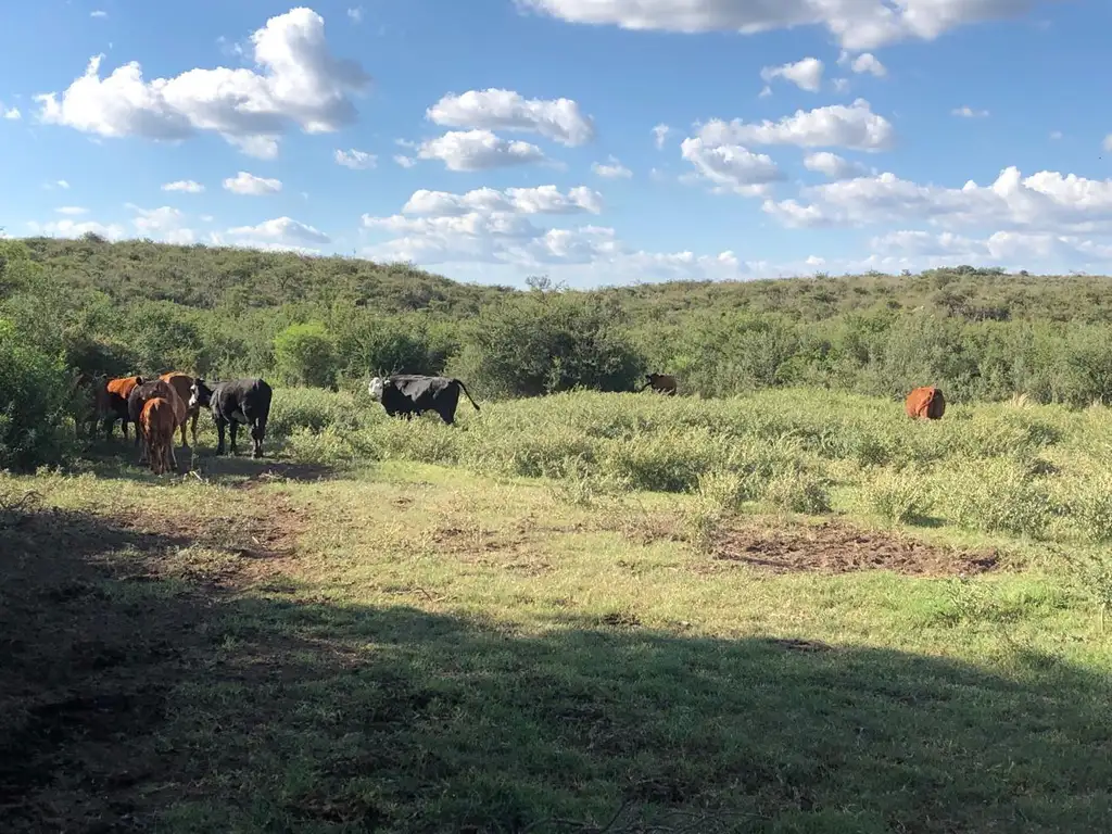 Campo Mixto De 417 Ha A 70 Km De Merlo. Permuta