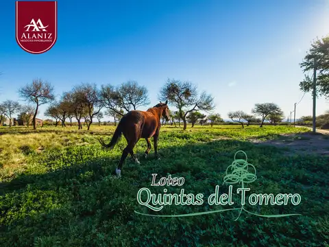 ULTIMOS LOTES EN VENTA, QUINTAS DEL TOMERO, MERLO, S.L.