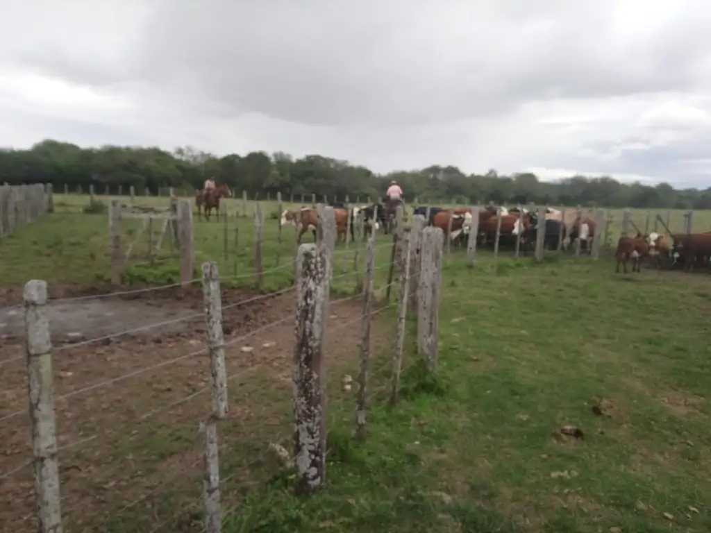 Venta Campo Ganadero Vera Y Pintado 462 Ha U$$1300 / Hectárea