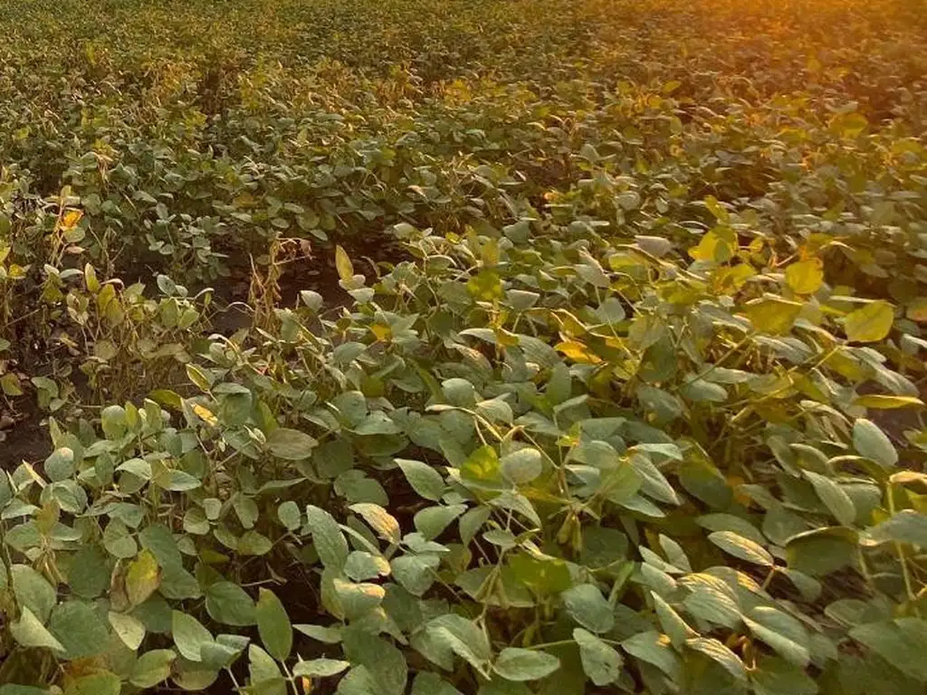 VENTA DE HECTAREAS MIXTAS EN SANTA CLARA DE BUENA VISTA.