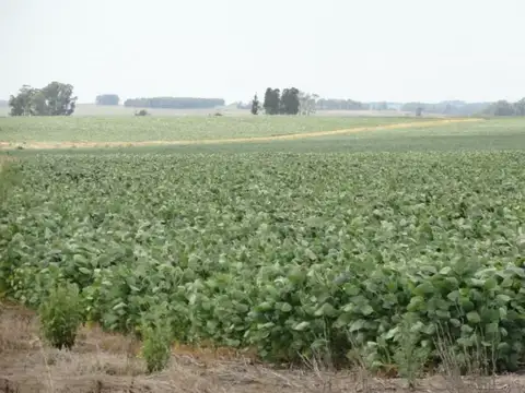 Campo en venta Rocha, agrícola ganadero - ATM-4277