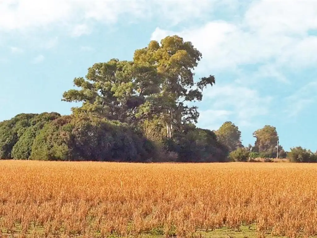 Campo en Zarate