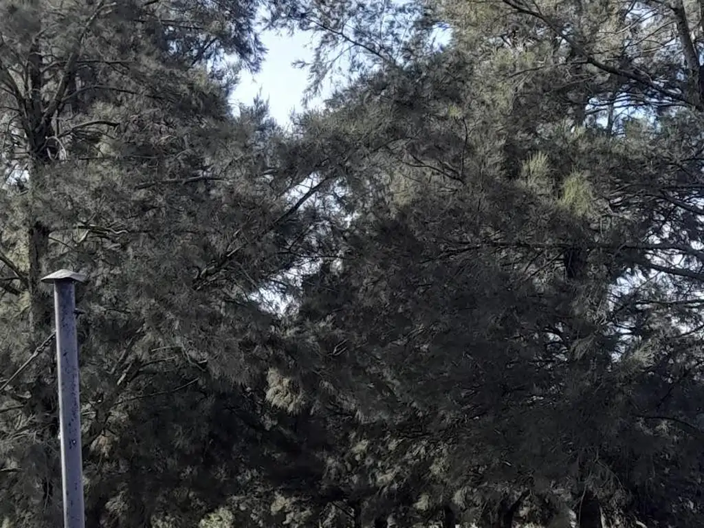 Alquiler temporario de campo.San Antonio de Areco