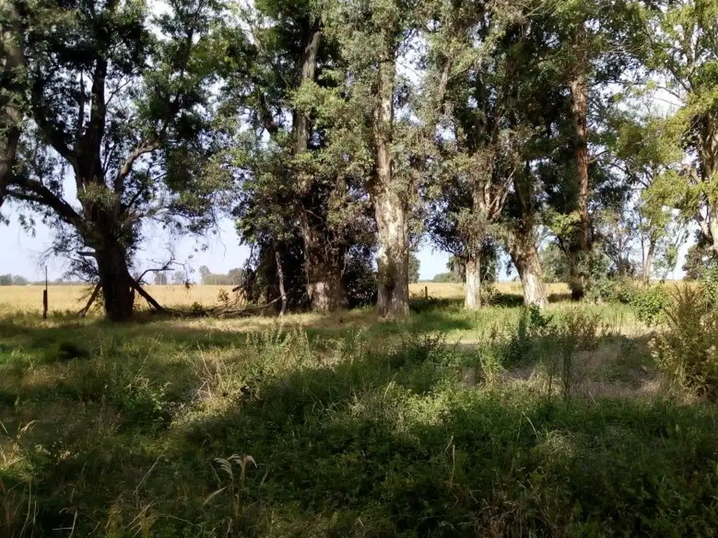 ALQUILER TERRENO en Casilda 3 hectareas sobre la ruta Ideal