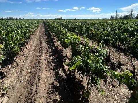 Finca En Venta En Junín