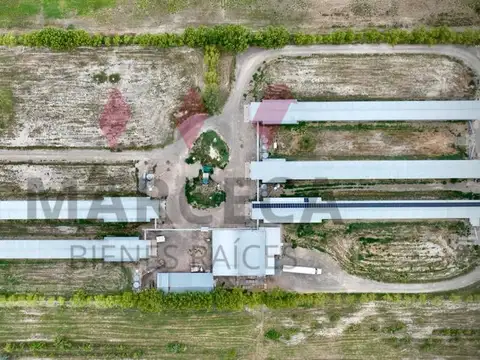 Galpón - Alquiler - Argentina, General Roca