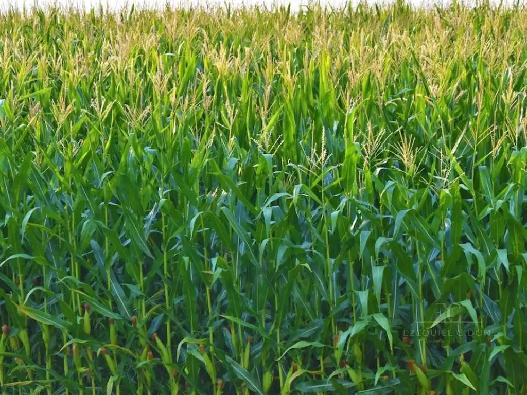 Campo cerca de Union - Agricola - Ganadero - Reserva - Casa - Casero