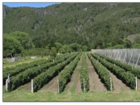 Campo explotacion frutihorticola en El Cohiue