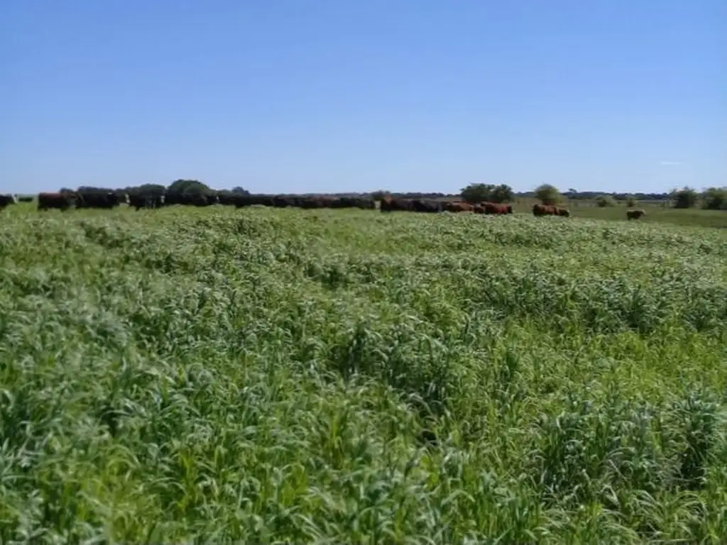 FINA PATAGONIA. Campo en venta de 740000m2 ubicado en General Madariaga