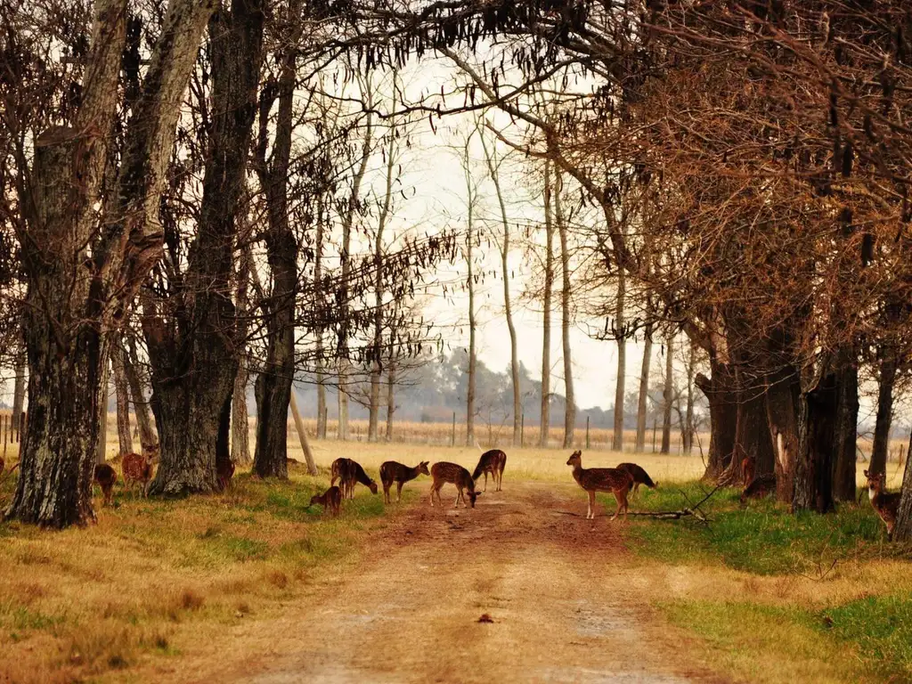 excelente lote en barrio cerrado la alameda, carmen de areco