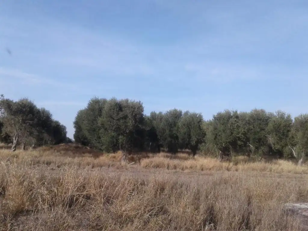 Lencke Vende - Campo en produccion de aceitunas - Capayan