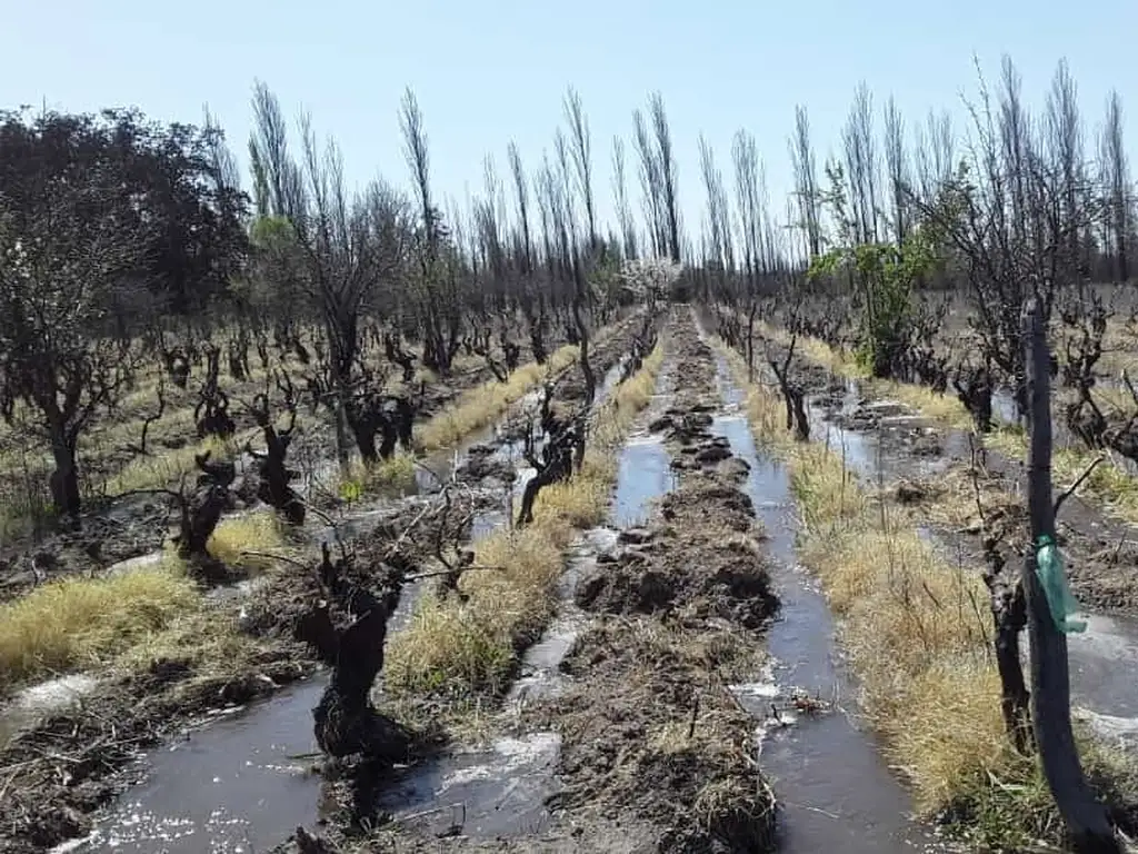 1224-Finca vitivinicultura en San Rafael con riego y pozo propio