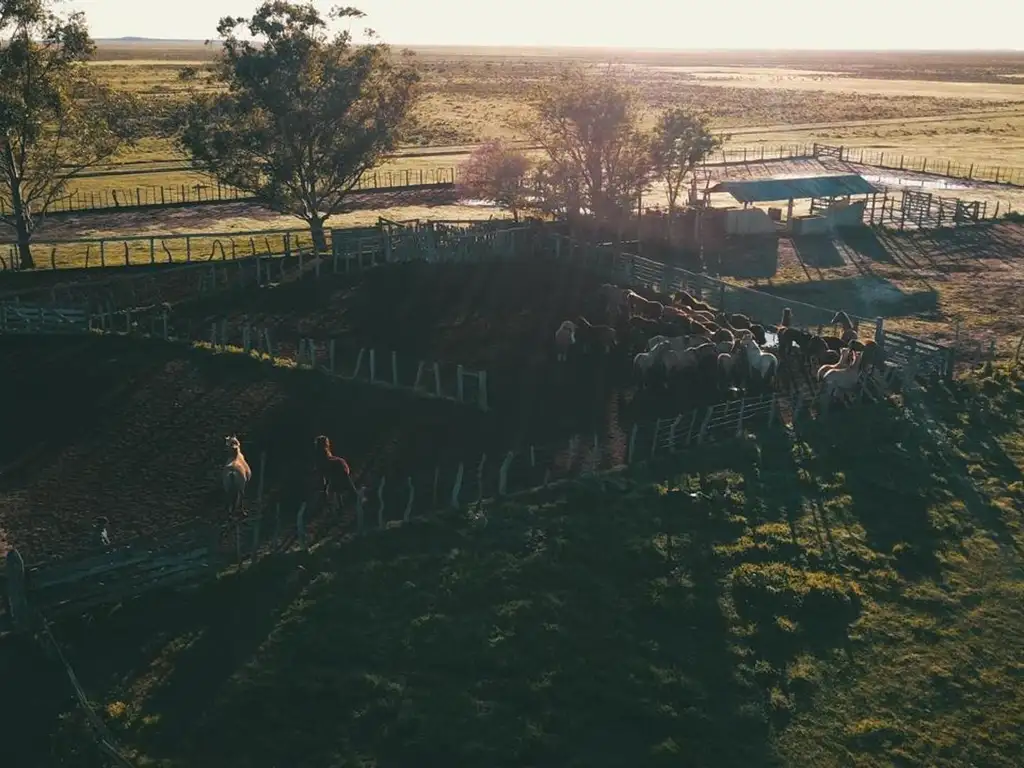 campo ganadero en alquiler