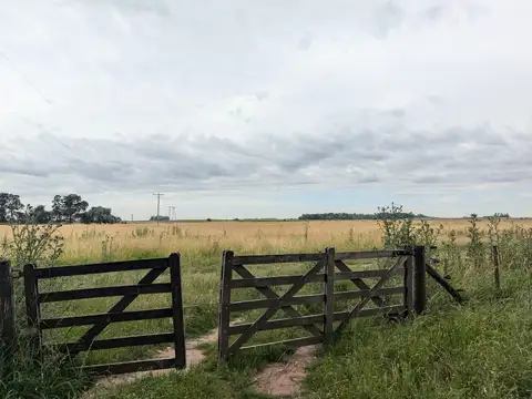 Venta Campo Agrícola 530 has Partido de Bragado sobre Ruta 46 CONSULTAR PRECIO