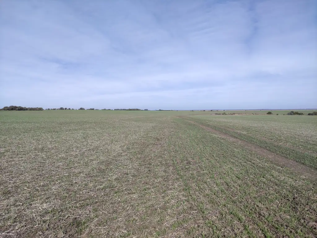 Campo agrícola en El Pingo