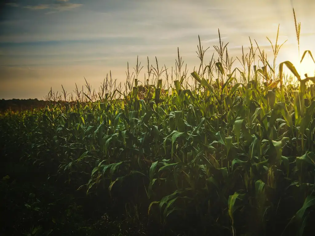 Campos de 30 has 100% Agrícola en Pueblo Muñoz