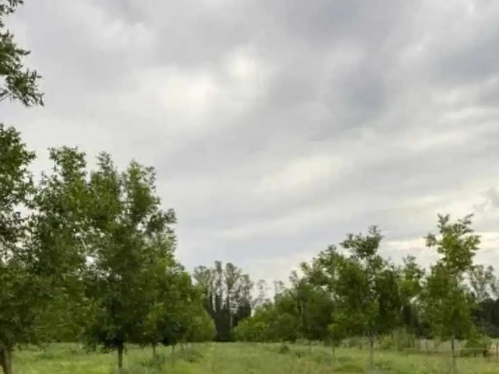 CAMPO CON PLANTACION PECAN SAN PEDRO