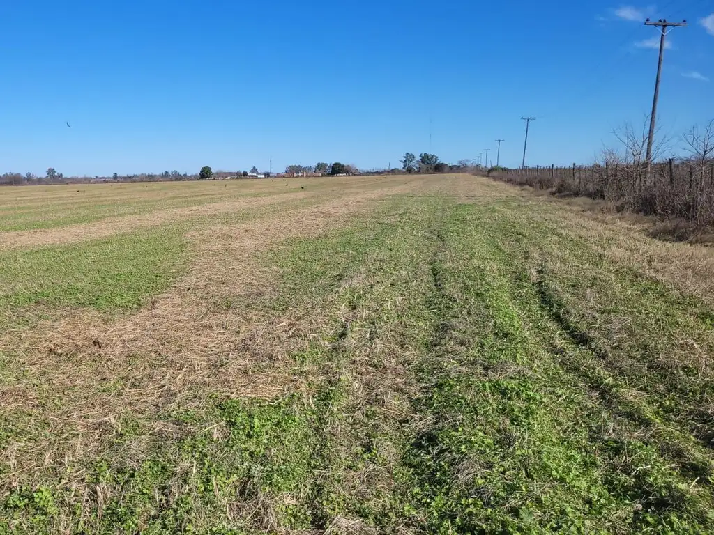 Campo en  alquiler F Ayerza Pergamino