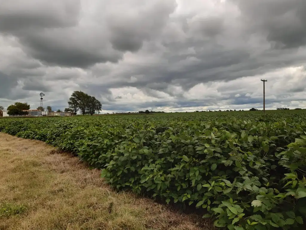 Vendo campo de 103ha en Juarez Celman, Cordoba