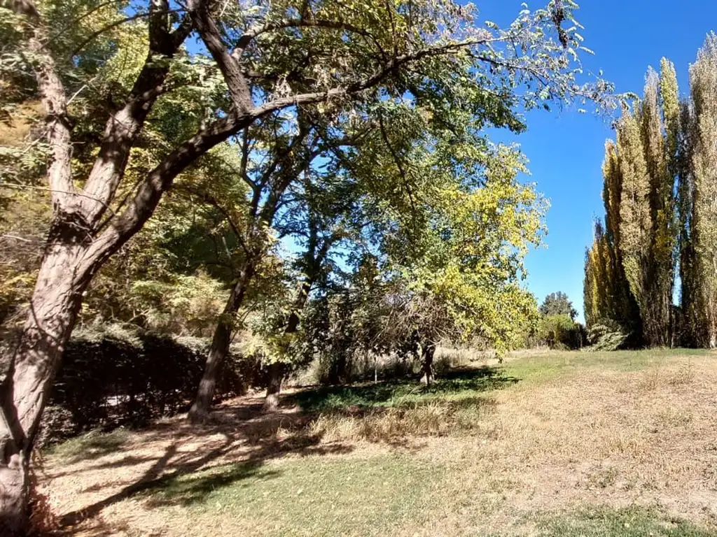 VENTA LOTE CON VIÑEDO MENDOZA  LUJAN DE CUYO PERD