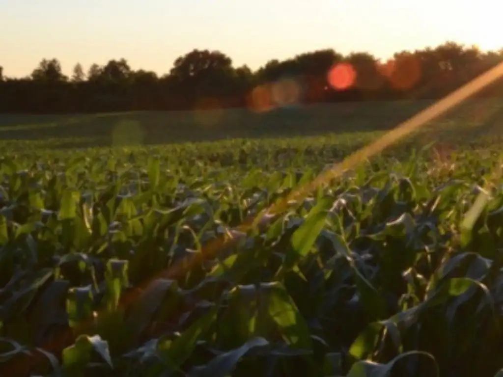 Venta Campo Agrícola Gral Villegas