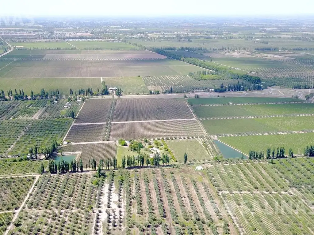 23 Has. Finca con viñedos en Cruz de Piedra