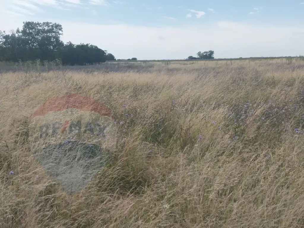 CAMPO DE 19,75 HAS. EN ZONA NUCLEO HORTICOLA.