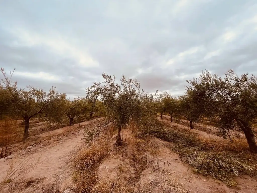 FINCA EN COQUIMBITO