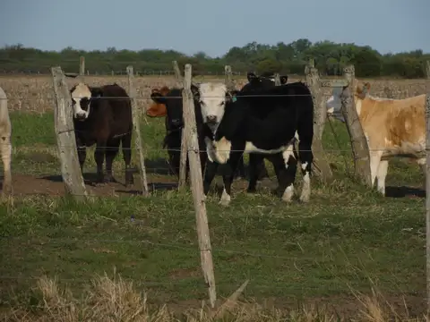 Campo mixto en Gualeguaychú