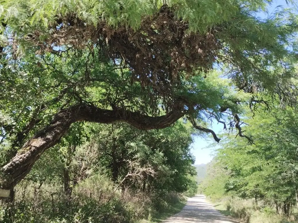 VENTA TERRENOS EN JOSE DE LA QUINTANA